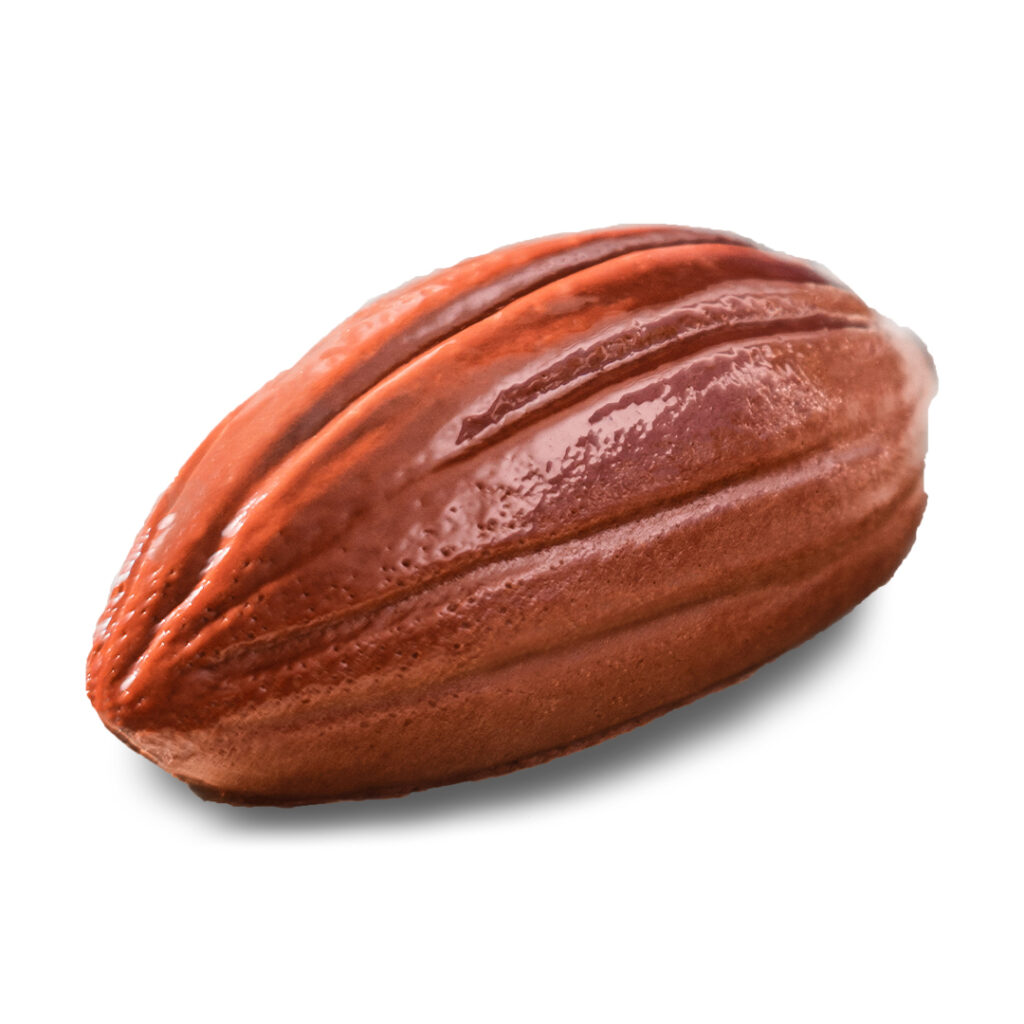 new fruits range - cocoa pod